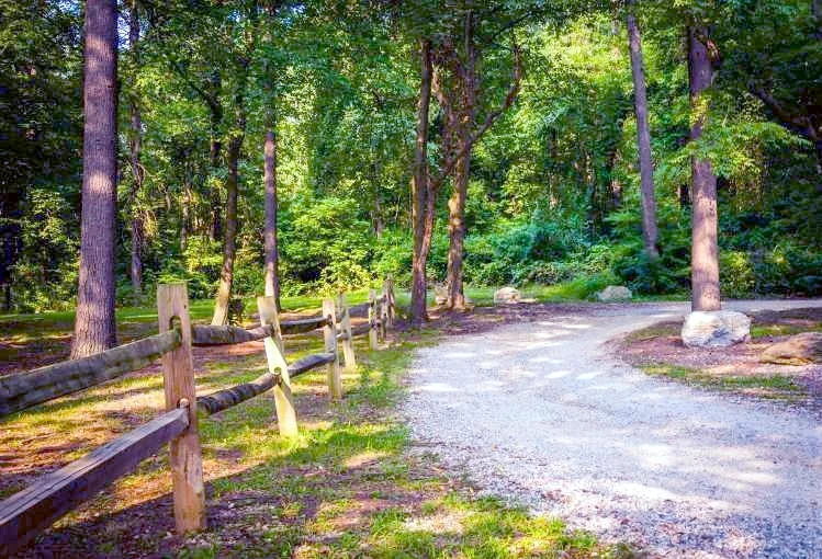 the woods